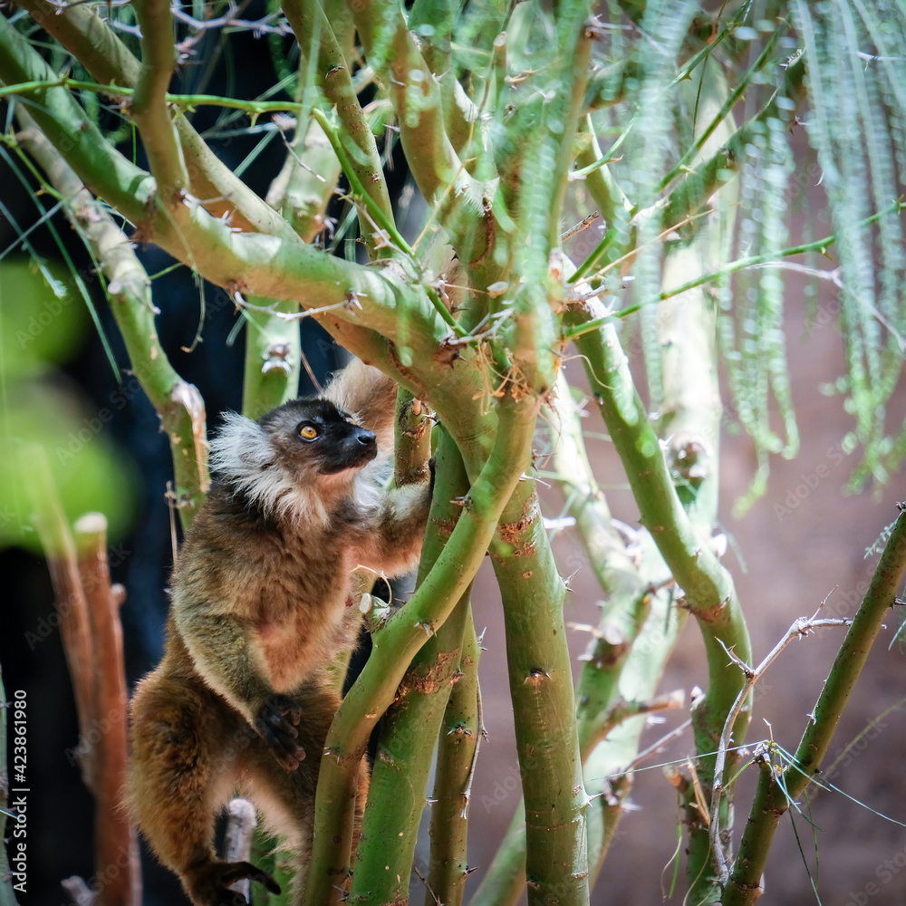 Fototapeta premium FUENGIROLA, ANDALUCIA/SPAIN - JULY 4 : Female Black Lemur at the Bioparc in FuengirolaCosta del Sol Spain on July 4, 2017