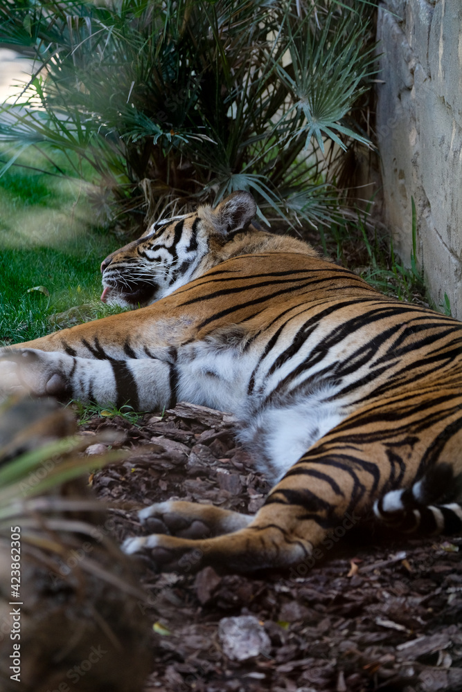 Obraz premium FUENGIROLA, ANDALUCIA/SPAIN - JULY 4 : Siberian Tiger (Panthera tigris altaica) or Amur Tiger Costa del Sol Spain on July 4, 2017