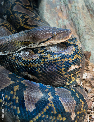 FUENGIROLA, ANDALUCIA/SPAIN - JULY 4 : Reticulated Python (Python reticulatus) in the Bioparc Fuengirola Costa del Sol Spain on July 4, 2017