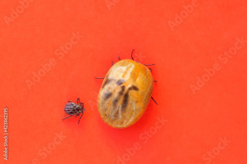 Infected tick Dermacentor and female tick dangerous insect after a bite and full of blood on red background. Parasitic mite. Tick-borne diseases.