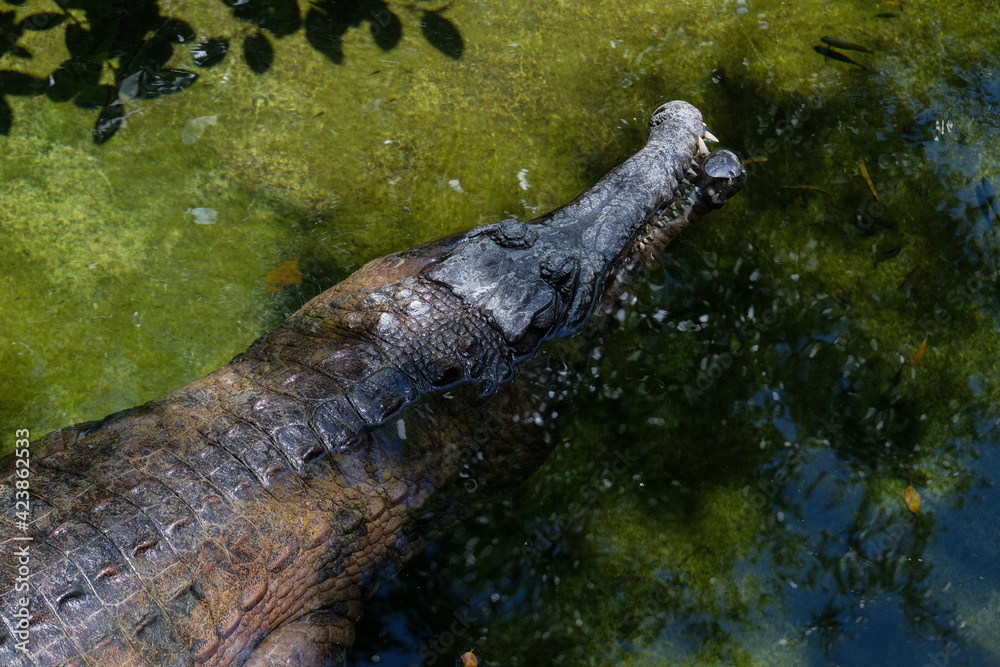 FUENGIROLA, ANDALUCIA/SPAIN - JULY 4 : Tomistoma (Tomistoma schlegelii) Resting at the Bioparc Fuengirola Costa del Sol Spain on July 4, 2017 FUENGIROLA, ANDALUCIA/SPAIN - JULY 4 : Tomistoma (Tomistoma schlegelii) Resting at the Bioparc Fuengirola Costa del Sol Spain on July 4, 2017