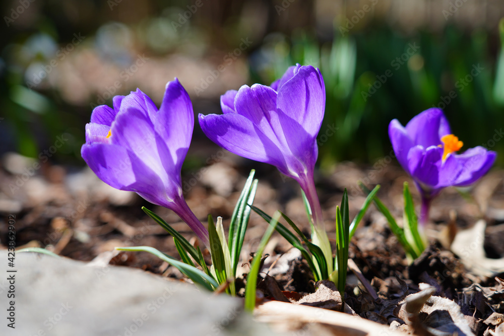 Purple crocus vernus flower peeking through the grass and mulch in early spring Purple crocus vernus flower peeking through the grass and mulch in early spring