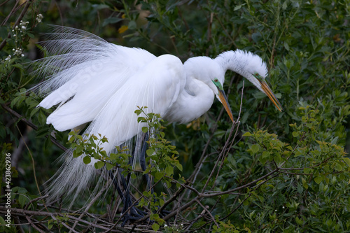 Great Egret 