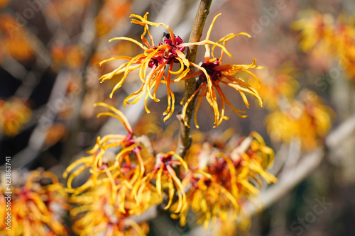 Yellow orange flowers of witch hazel hamamelis shrub photo