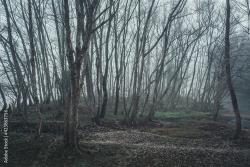 Mist Forest © Tao Wu