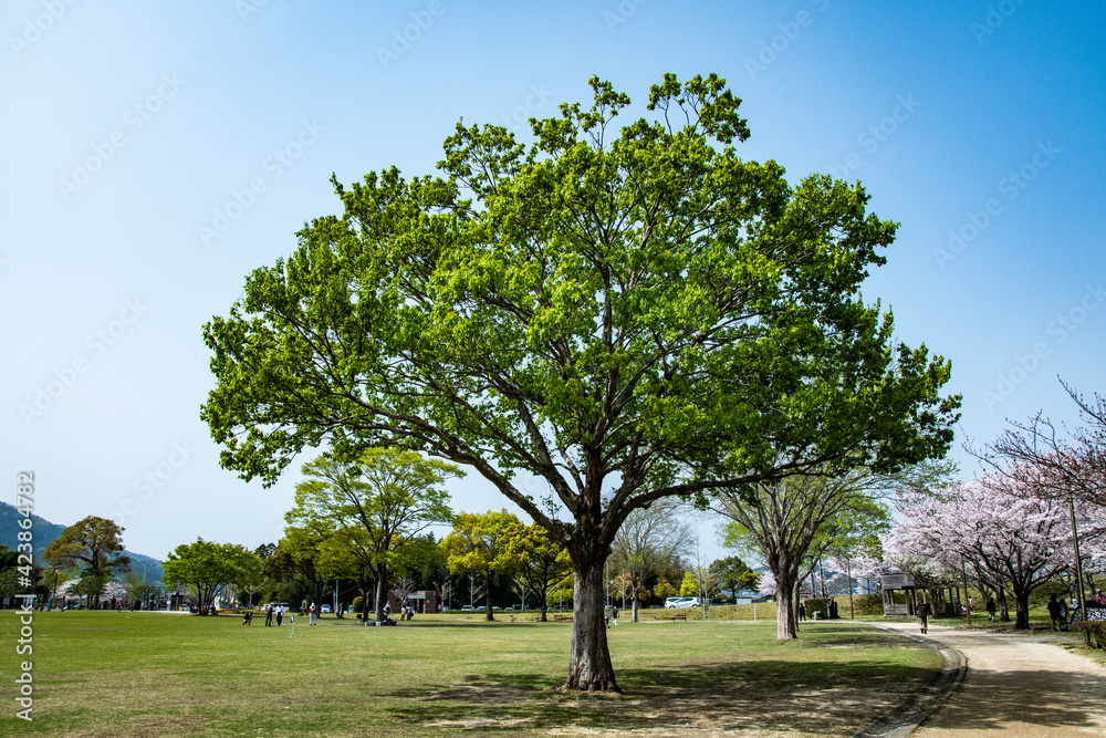 新緑の公園にある一本の木 新緑の公園にある一本の木