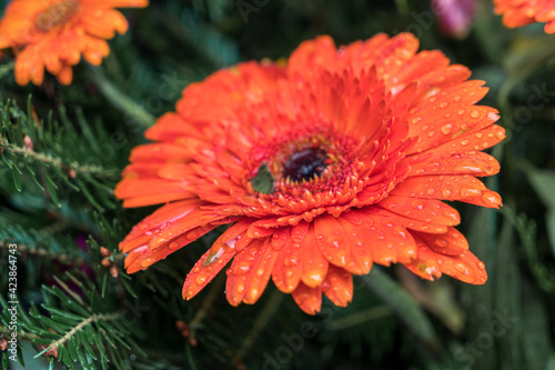 Raindrops on an Orange Gerbera (Asteraceae) photo