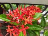 Red Ixora Coccinea Flowers Close-up