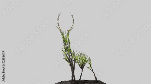 Tree in a shape of a deer. Seasonal transition on white background. Eco Concept.