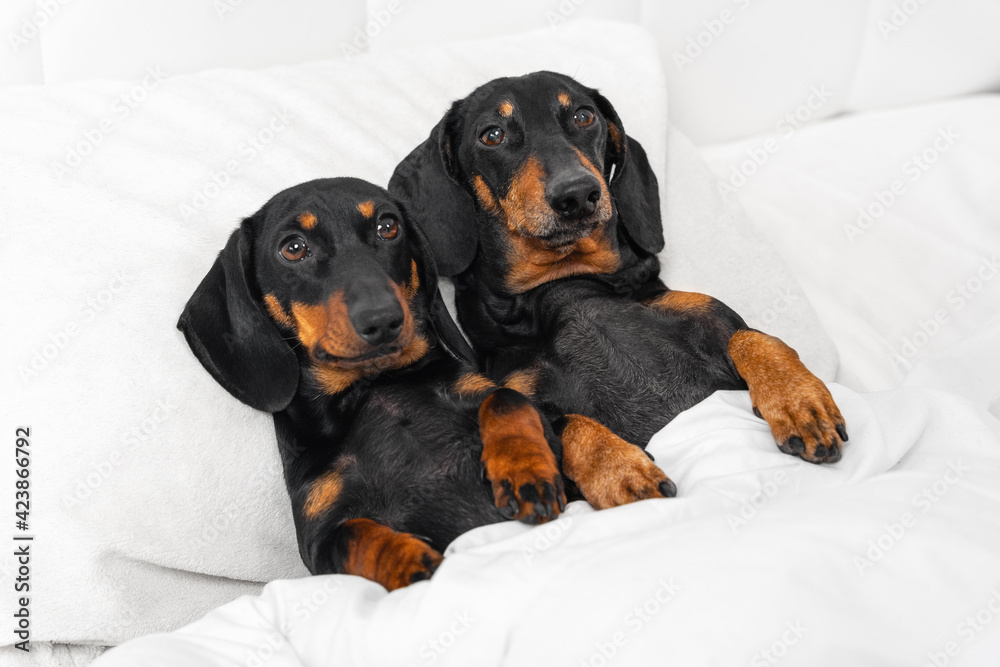 Two cute friendly dachshunds lie side by side covered with warm blanket, top view. Dogs spend time together as loving couple. Siblings are waiting for bedtime story or have just woken up in morning.