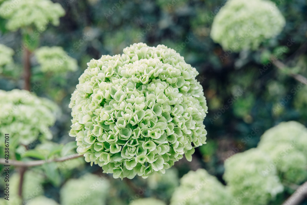 fresh blooming green and white flowers ball buds viburnum Buldenezh close-up on tree branches background, horizontal outdoors stock photo image photography wallpaper fresh blooming green and white flowers ball buds viburnum Buldenezh close-up on tree branches background, horizontal outdoors stock photo image photography wallpaper