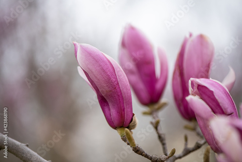 Magnolia pink blossom tree flowers, close up branch, outdoor.