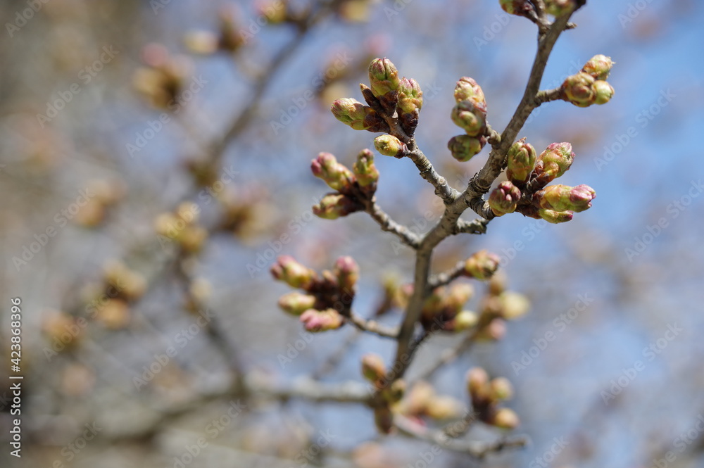 桜の蕾(ソメイヨシノ) 桜の蕾(ソメイヨシノ)
