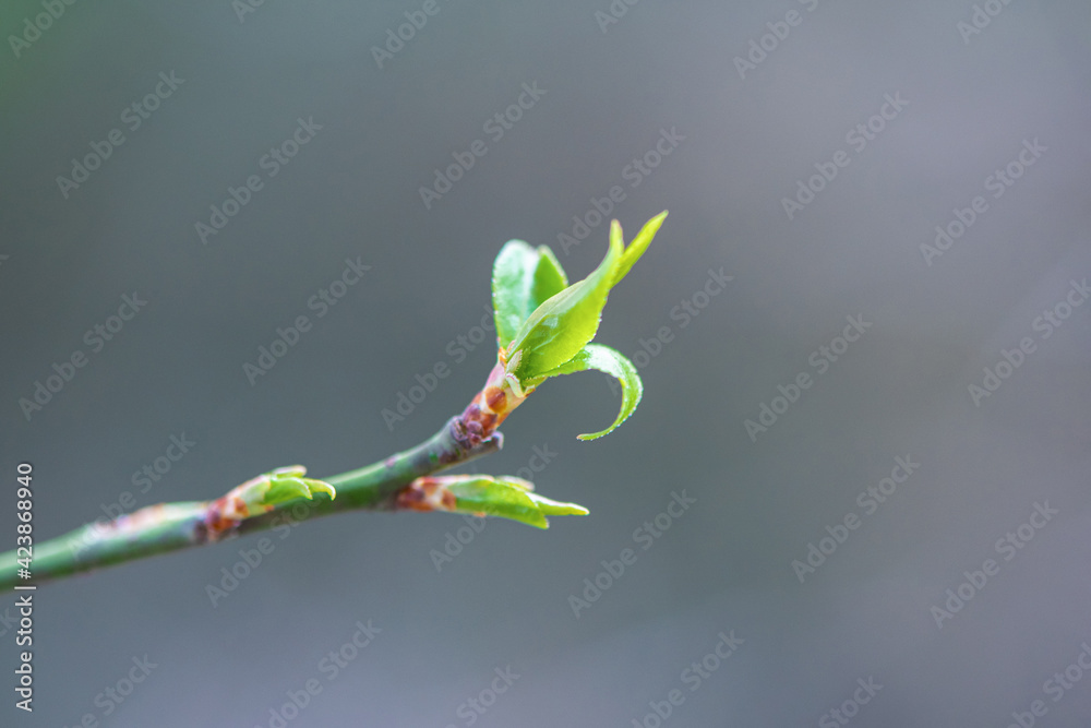 plant bud in spring,green sprout growing plant bud in spring,green sprout growing