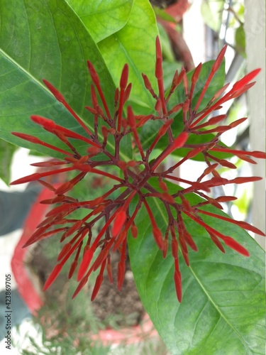 Beautiful Red Ixora Flower blooms © HighStreet