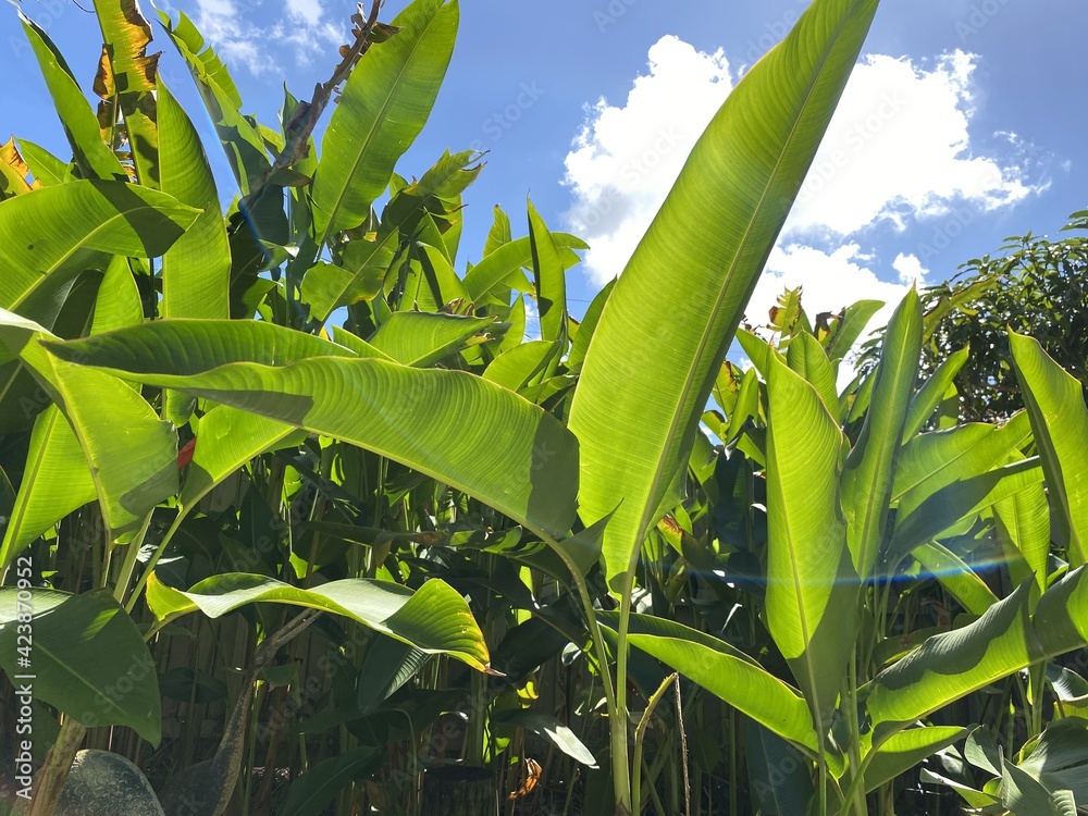 Shining bird of paradise plant, a species of Lobsterclaws, botanical