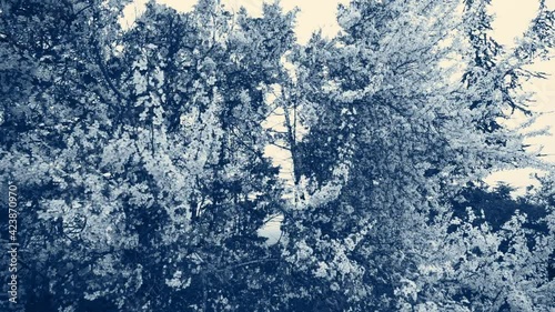 Flowering branches in foreground, dark trees in background. Beautiful looped animation in dark bluish and yellowish vintage colors.