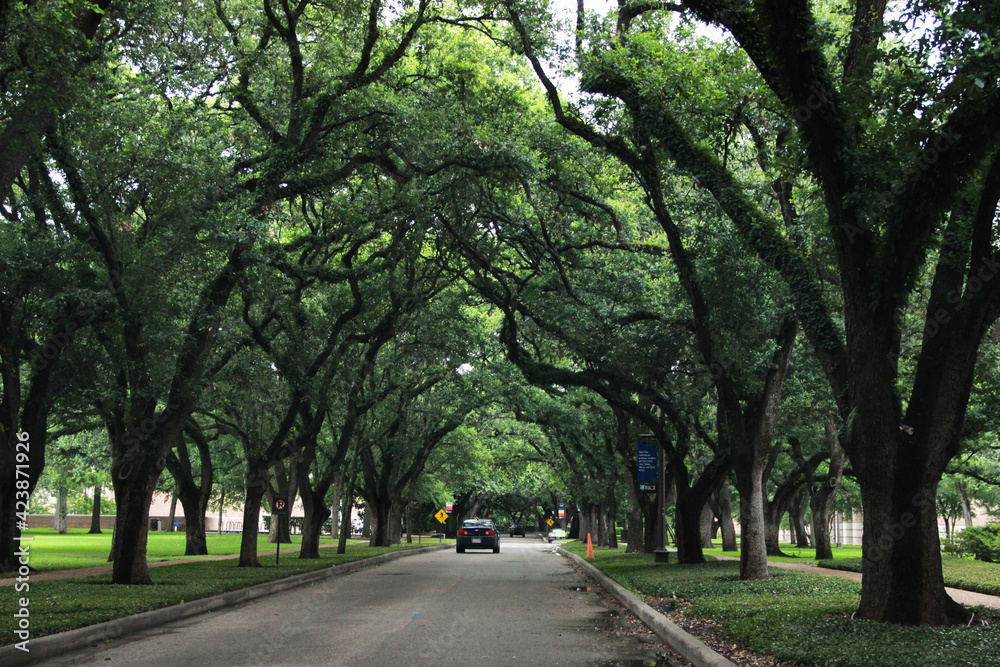 Green trees on a road with beautiful branches. Green trees on a road with beautiful branches.