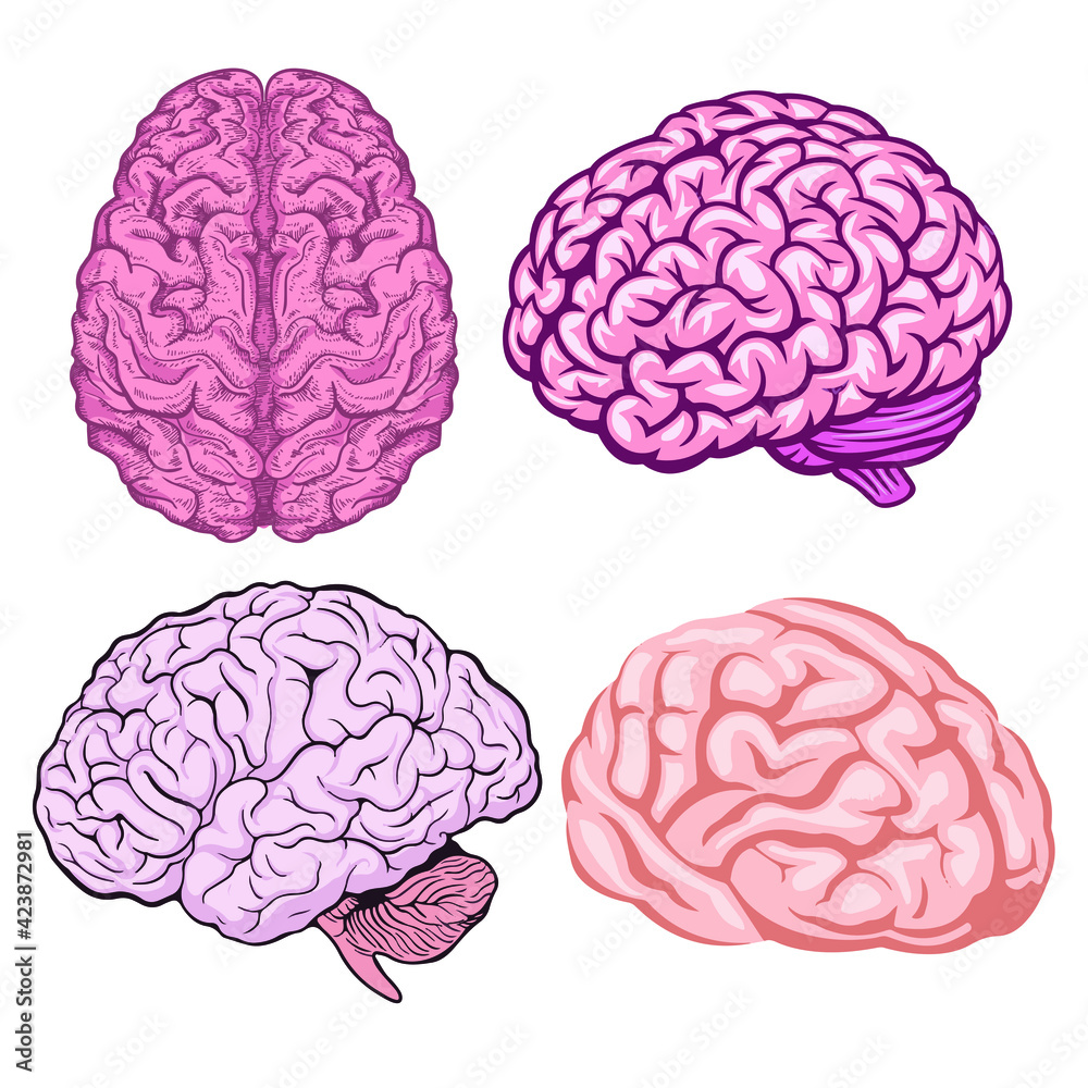cerebro humano, modelo de cerebro humano, diferentes modelos de ...
