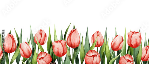 Floral watercolor background with red tulips. Spring illustration. Suitable for banners, postcards, brochures, invitations, etc.