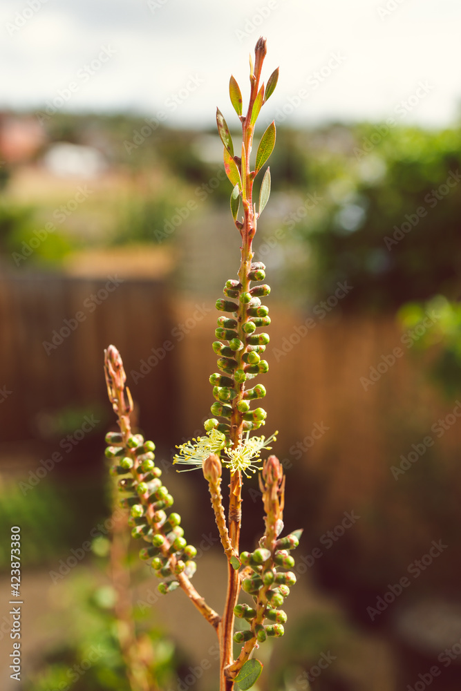 Naklejka premium native Australian yellow callistemon bottle brush plant outdoor in sunny backyard