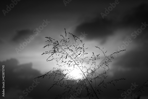 Silhouette of grass in the afternoon with black and white nuances © Muhamad