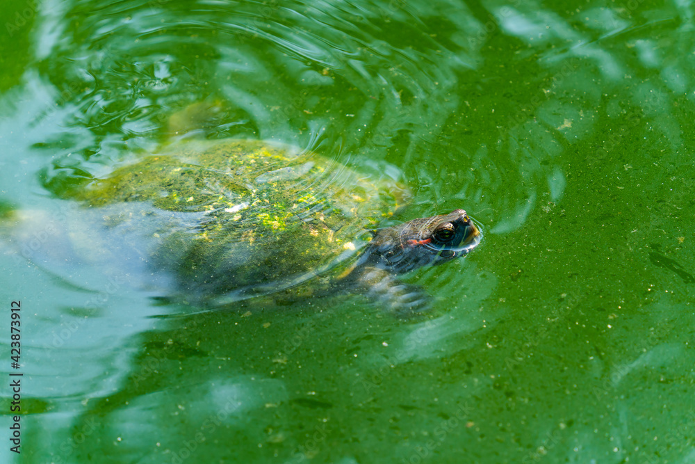 Pond Slider Turtle floating on the surface of murky pond water and swimming in a pond with head above water. Pond Slider Turtle floating on the surface of murky pond water and swimming in a pond with head above water.