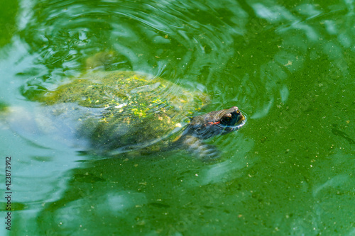 Pond Slider Turtle floating on the surface of murky pond water and swimming in a pond with head above water.