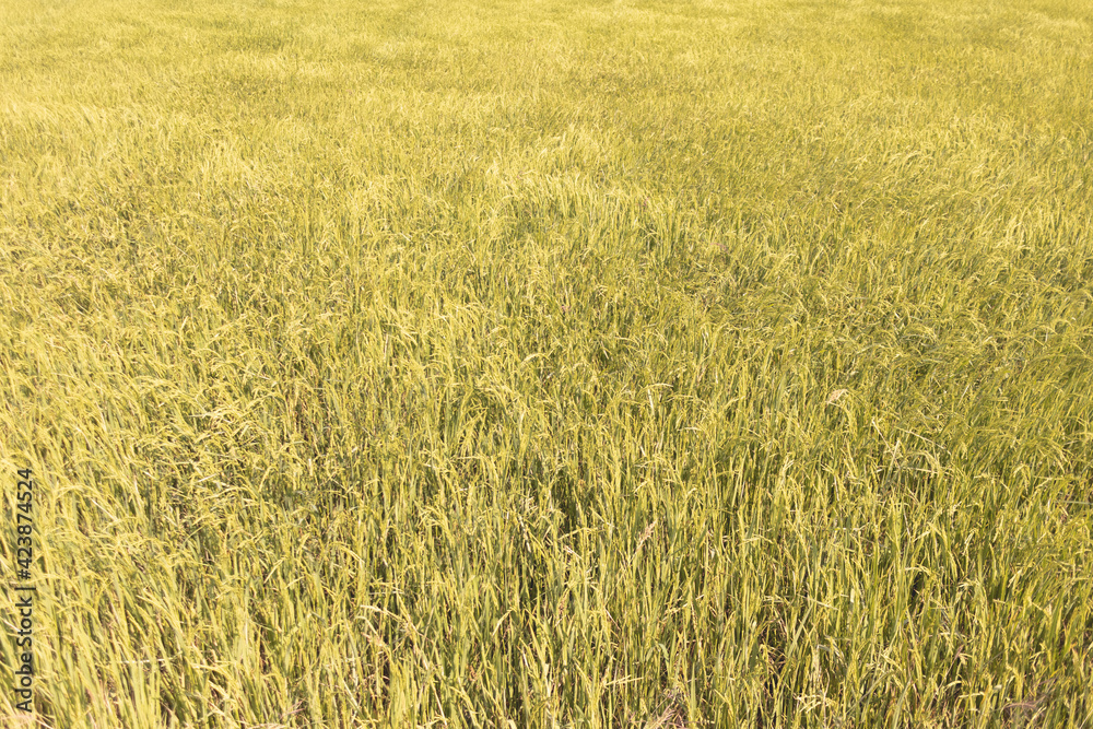 Fototapeta premium Fresh yellow and green color of rice field in Thailand.