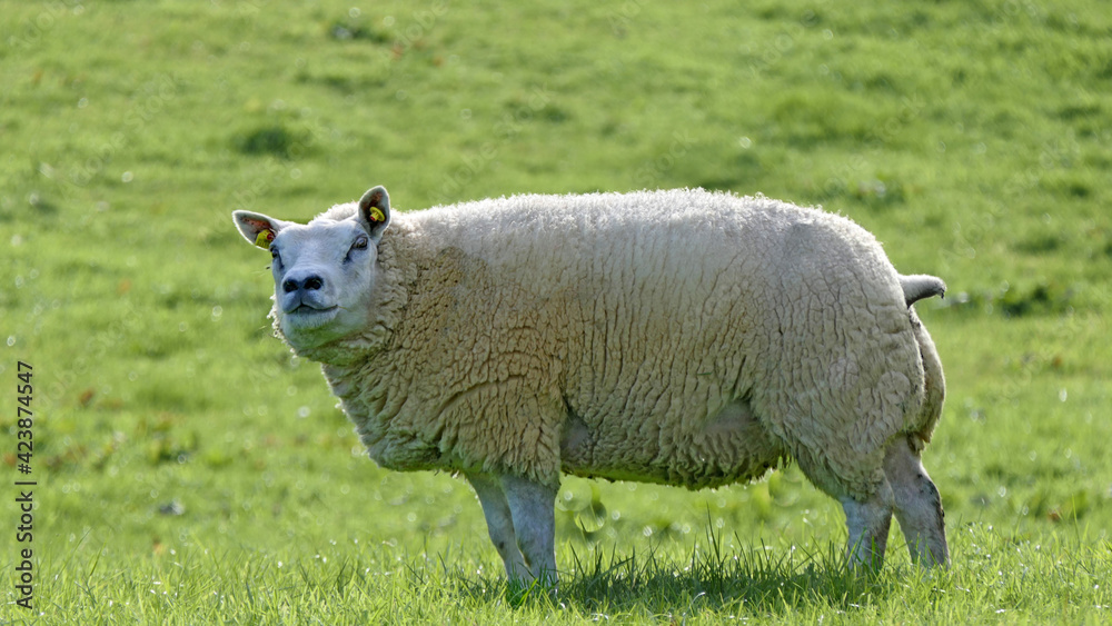 Beltex Sheep eating grass through a gate in field Beltex Sheep eating grass through a gate in field
