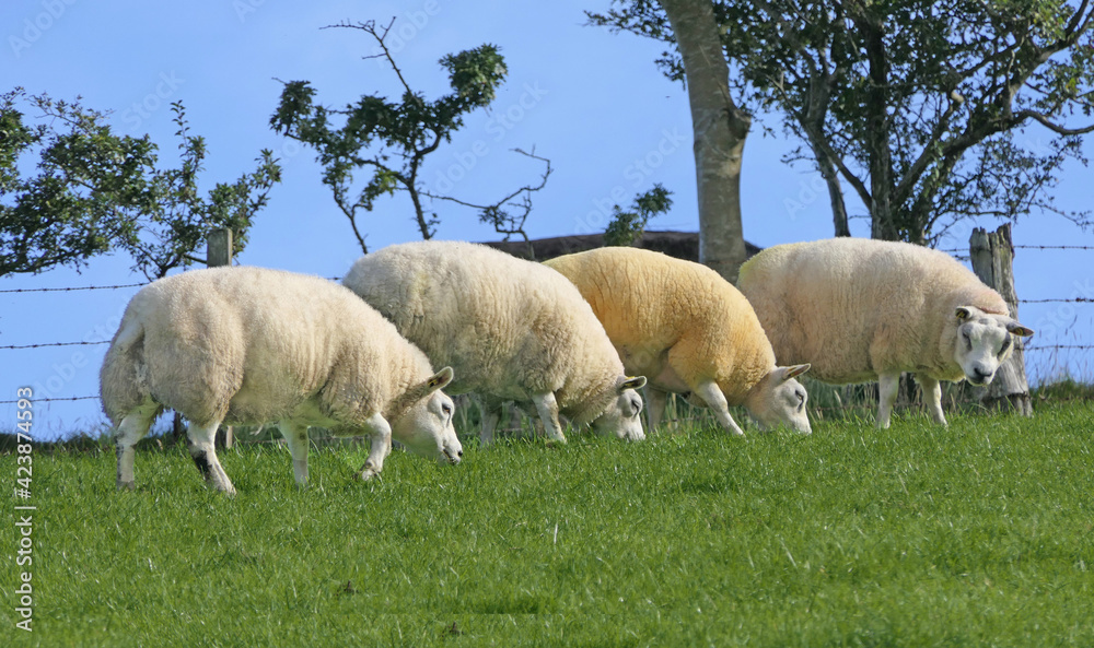 Beltex Sheep eating grass through a gate in field Beltex Sheep eating grass through a gate in field