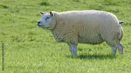 Beltex Sheep eating grass through a gate in field