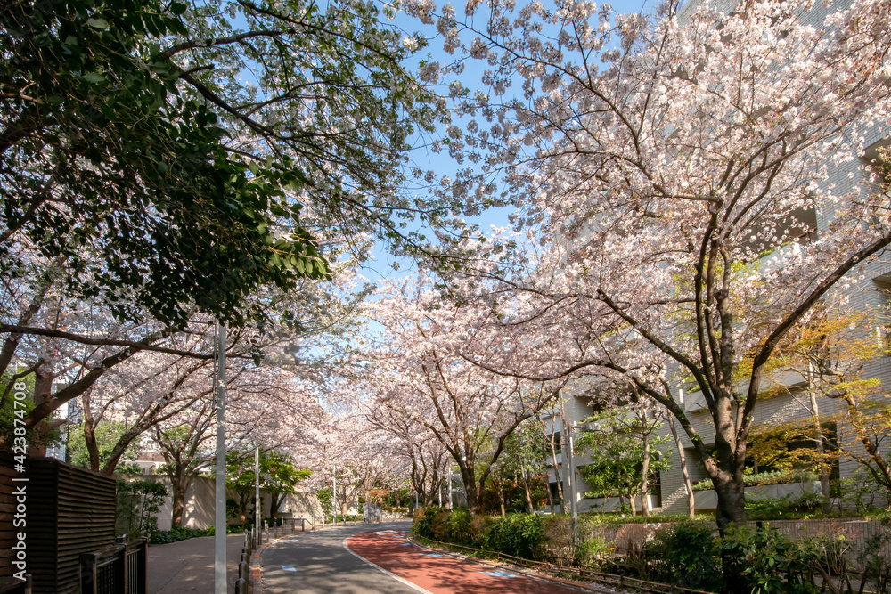 Obraz premium 六本木さくら坂の満開の桜