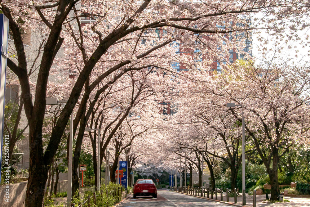 六本木さくら坂の満開の桜