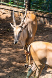 Common eland antelope (Taurotragus oryx). The largest of the African antelope.