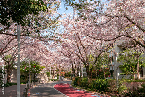 六本木さくら坂の満開の桜