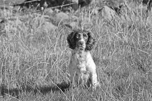 Springer Spaniel at a peg in a field at a Duck Shoot in Black & White  photo