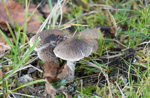 Girdled knight, Tricholoma cingulatum mushrooms growing in natural environment photo
