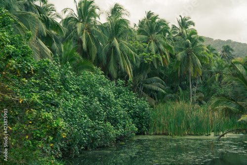 Caribbean jungle. Mountains, palm trees and many green bushes