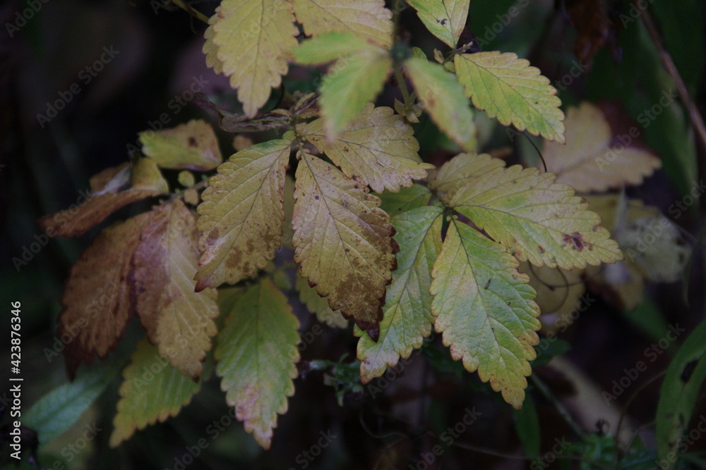 autumn leaves in the woods autumn leaves in the woods