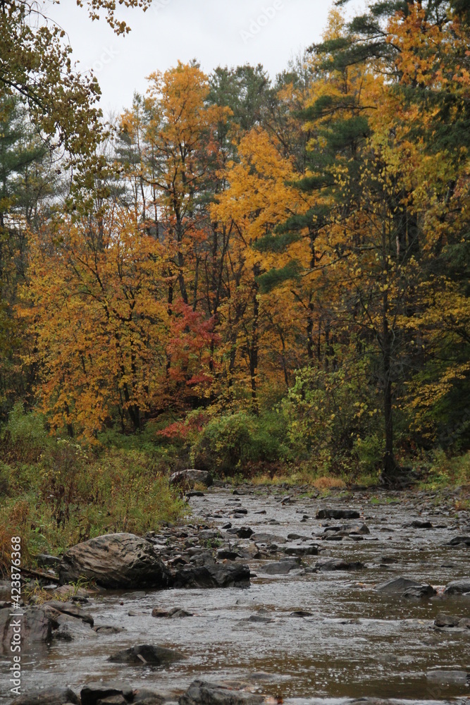Colorful river foliage in Vermont autumn forest