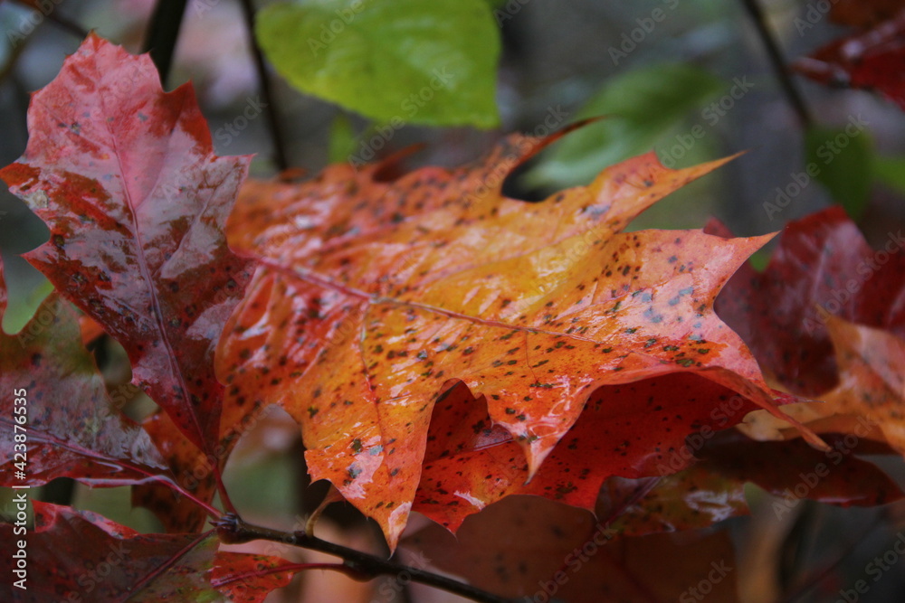 red and orange autumn leaves on a rainy day red and orange autumn leaves on a rainy day