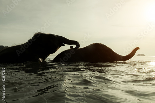 Two elephants swim in the Gulf of Thailand. © De Visu