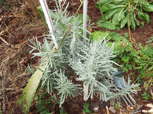 PLANTA USADA COMO TEMPERO CURY (HELICHRYSUM ITALICUM photo