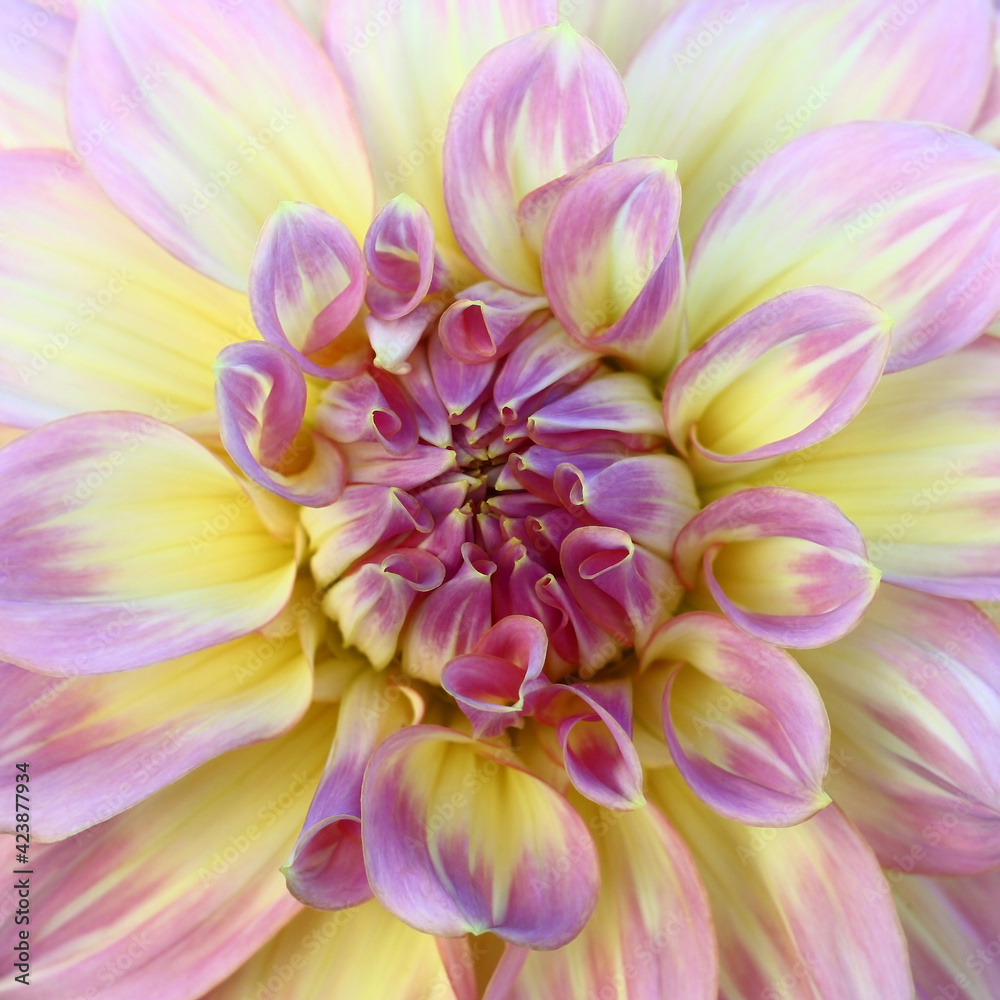 The most gentle petals of a bud dahlia in yellow and purple tones.