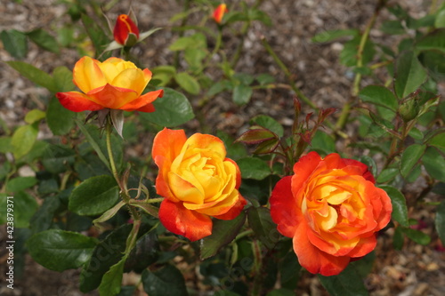yellow-orange roses in bloom in california