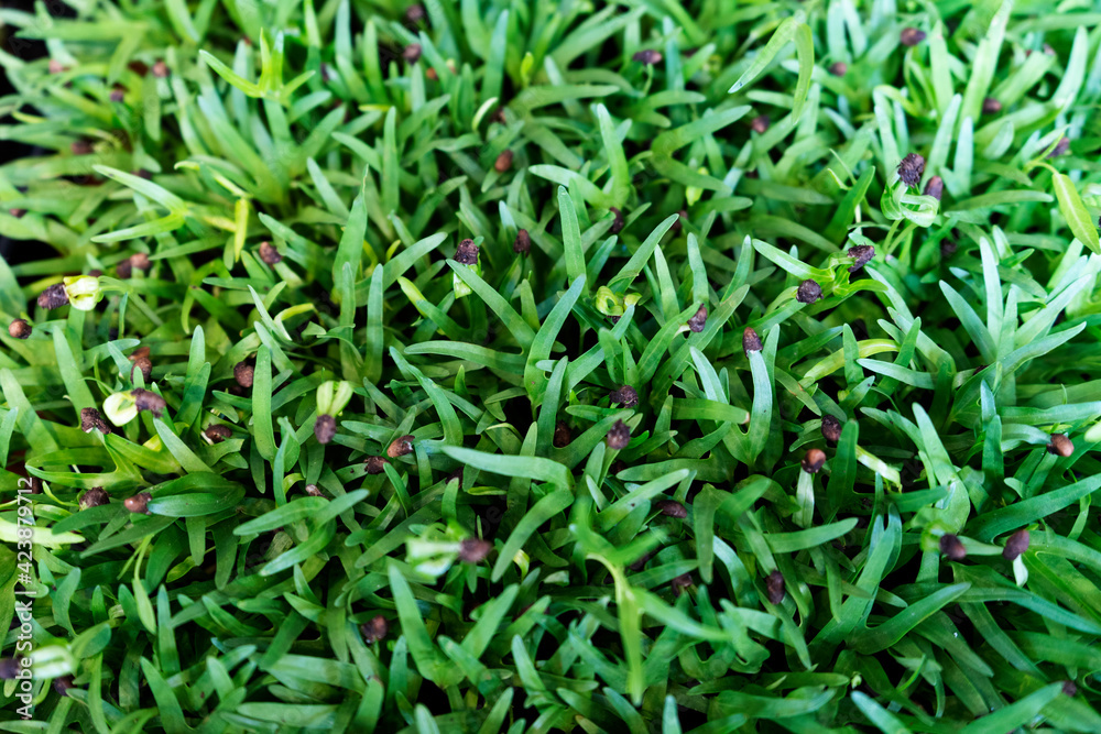 Green leaves of sorrel in the garden