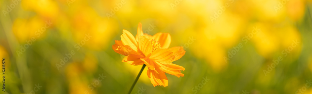 Obraz premium Closeup of beautiful yellow Cosmos flower under sunlight with copy space using as background natural plants landscape, ecology cover page concept.