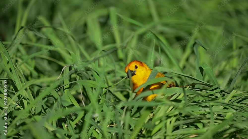 This slow motion video shows a yellow Taveta Golden Weaver Bird (Ploceus castaneiceps) pulling a blade of green grass from the ground and flying away. This slow motion video shows a yellow Taveta Golden Weaver Bird (Ploceus castaneiceps) pulling a blade of green grass from the ground and flying away.