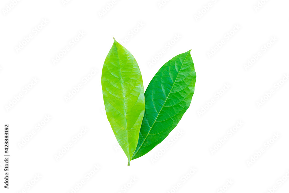 Green leaves on a white background Green leaves on a white background